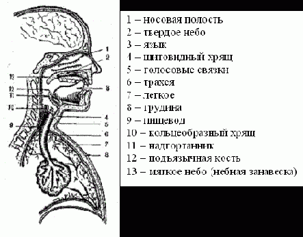 Синтез речи